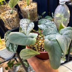 スキンダプサス　寄せ植え　7種類　観葉植物