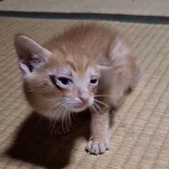 茶トラ