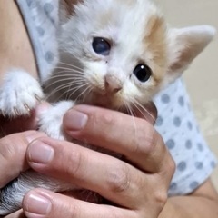 茶色と白の仔猫