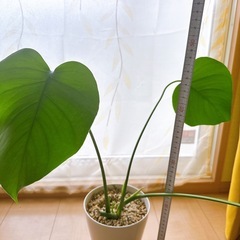 モンステラ 約50cmの画像