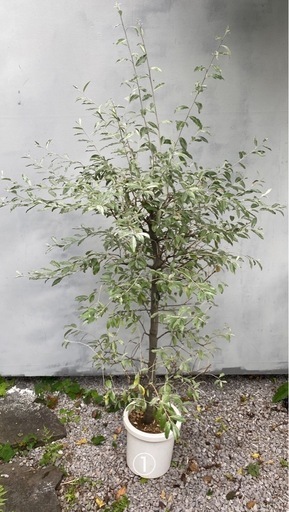 植木/鉢植え　ロシアンオリーブ(ヤナギバグミ)1