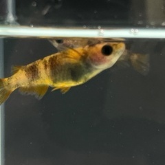 【めだか】和墨錆虎　1ペア🐟の画像