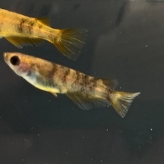 【めだか】和墨錆虎　1ペア🐟の画像