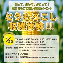 とうもろこし収穫体験🌽