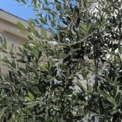 オリーブ　切り枝