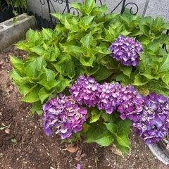 紫陽花