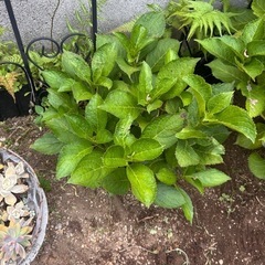 紫陽花2