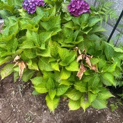 紫陽花3