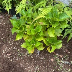 紫陽花4