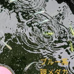 ★メダカ掬い放題★　稚魚〜幼魚  ブルー系、オレンジ系、ミックスの画像