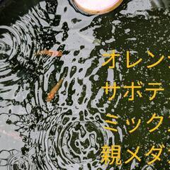 ★メダカ掬い放題★　稚魚〜幼魚  ブルー系、オレンジ系、ミックスの画像