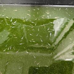 【お話中】★メダカ掬い放題★　稚魚〜幼魚  ブルー系、オレンジ系...