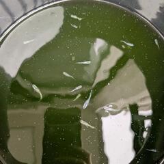 ★メダカ掬い放題★　稚魚〜幼魚  ブルー系、オレンジ系、ミックスの画像