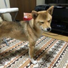 柴犬　３歳メス(嚙み癖あります)