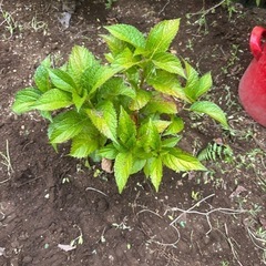 紫陽花5