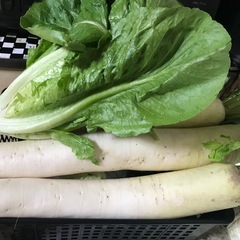 決定しました　ロメインレタス、大根1本、ミニトマト、じゃがいも、...