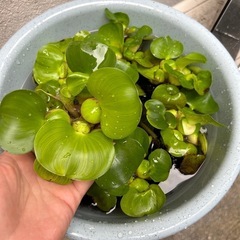 ホテイソウ　水草の画像