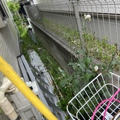 庭の草抜き