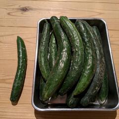 キュウリおよそ1キロ(お話中)