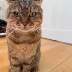 ミヌエット　オス　8歳 - 猫