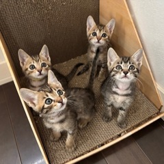 人慣れ抜群！6匹家族募集中！栃木からの募集です − 東京都