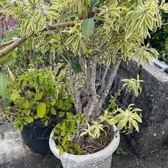 植木いろいろ