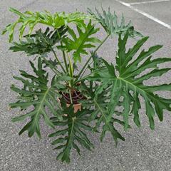 観葉植物　セローム　素焼鉢付き
