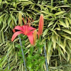 増えたので。の画像