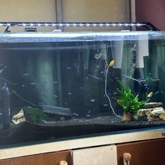 熱帯魚や金魚
