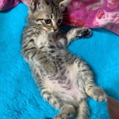 またまた、ちびっ子登場しました − 千葉県