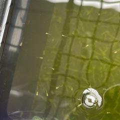 メダカ 針子 稚魚 20匹 ミックス　成長したら凄い個体の可能性...