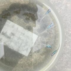 深海メダカ10匹の画像