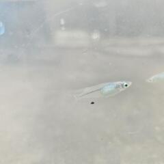 深海メダカ10匹の画像