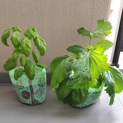 バジルと大葉のセット