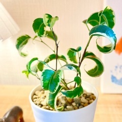 希少！くるくるん葉っぱが可愛い観葉植物！斑入りベンジャミンバロッ...