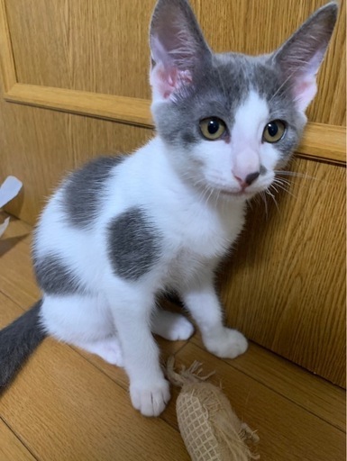 🌸🐈グレー白キジ白姉妹🐈🌸 (mikuru0201) 大分の猫の里親募集｜ジモティー