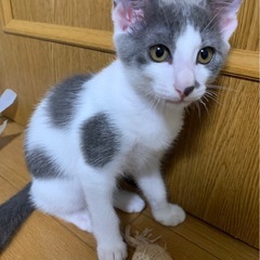 🌸🐈グレー白キジ白姉妹🐈🌸