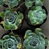ランキングキーワードに紐づく投稿画像-多肉植物