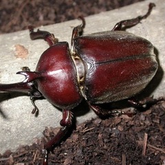カブトムシ　雄　雌　ペアセット