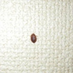 トコジラミ駆除【90日間保証有り】