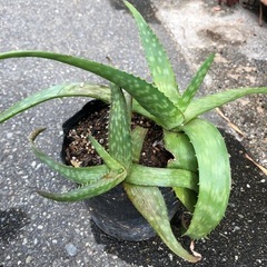 お話中
🌵アロエベラ🌵