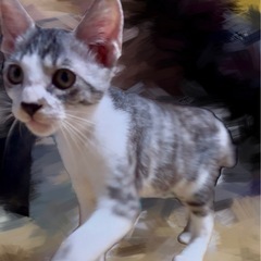 保護した子猫の里親さん募集してます。その2