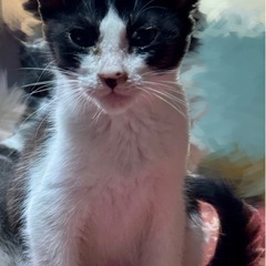 保護した子猫の里親さん募集してます。その3