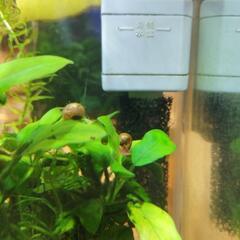 レッドラムズホーン　20匹の画像