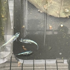 緑光黒百式ラメめだか⭐︎メダカ