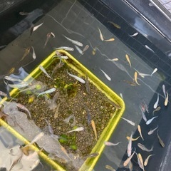 ⭐️メダカの学校⭐️可愛い1年生メダカ⭐️ミックスめだか⭐️の画像