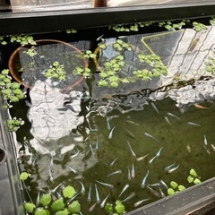 ⭐️メダカの学校⭐️可愛い1年生メダカ⭐️ミックスめだか⭐️の画像
