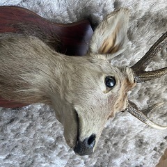 鹿の剥製　シカの剥製　鹿の角の画像