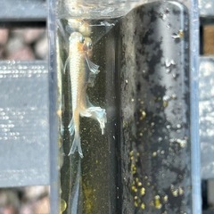 メダカ　イエローマリアージュ　稚魚25匹の画像