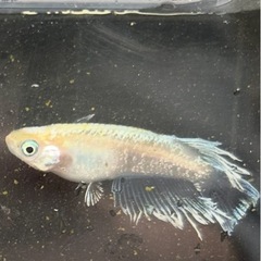 メダカ　イエローマリアージュ　稚魚25匹の画像